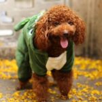 Osteoarthritis és kutyák: Egy aranyos kutya jelmezben