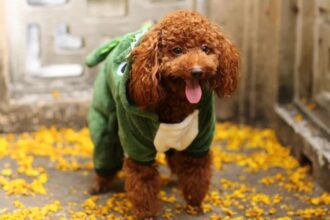 Osteoarthritis és kutyák: Egy aranyos kutya jelmezben