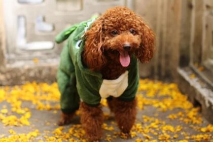 Osteoarthritis és kutyák: Egy aranyos kutya jelmezben