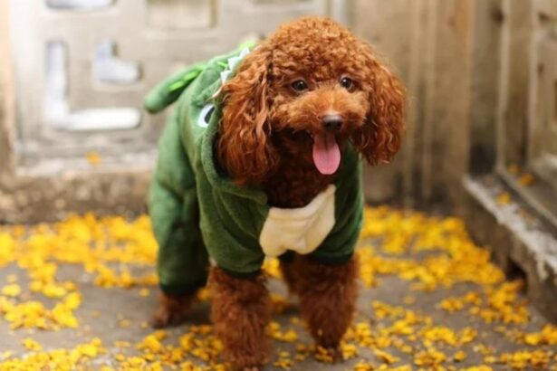 Osteoarthritis és kutyák: Egy aranyos kutya jelmezben