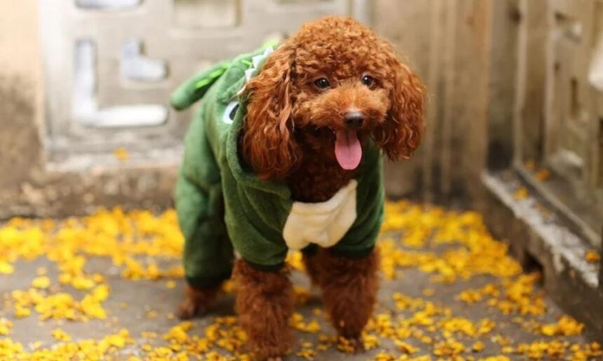 Osteoarthritis és kutyák: Egy aranyos kutya jelmezben