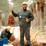 Munkavédelmi ruhában dolgozó férfi pálmafa ültetvényen